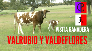 Miniatura Youtube Al Toro Por Los Cuernos